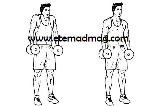 تمرینات بدنسازی مناسب برای شانه و پشت - بالا بردن شانه با دمبل (Dumbbell shrugs)
