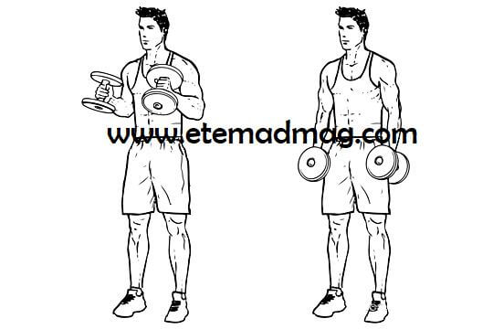 حرکات بدنسازی مناسب سینه و بازو - پشت بازو هالتر چکشی (Alternate arm hammer curls)